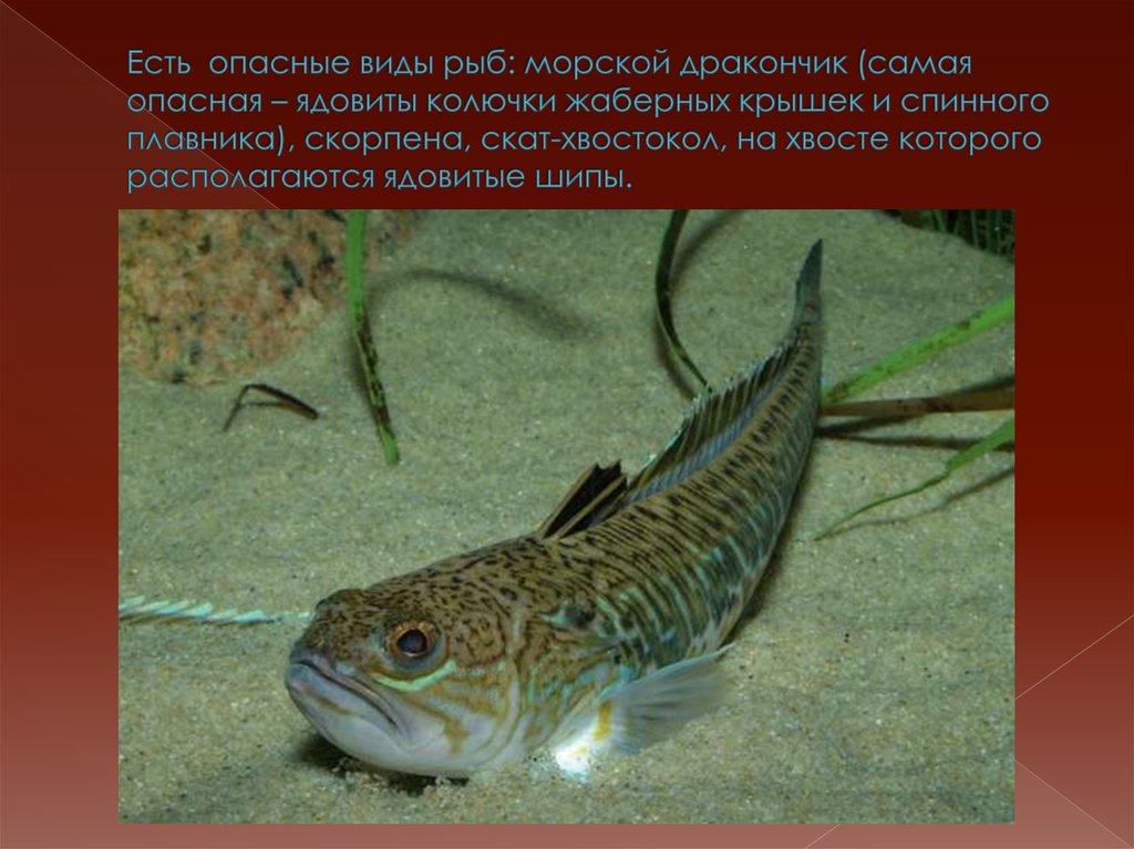 Рыбы черного моря. названия, описания и особенности рыб черного моря