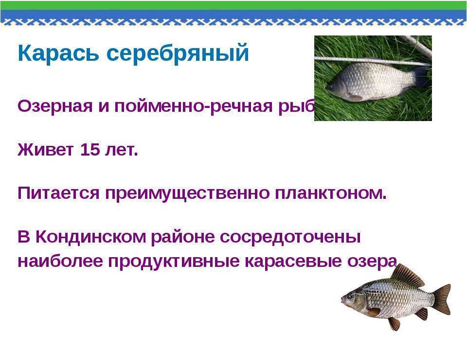Карась - подробное описание и фото рыбы: где обитает, чем питается