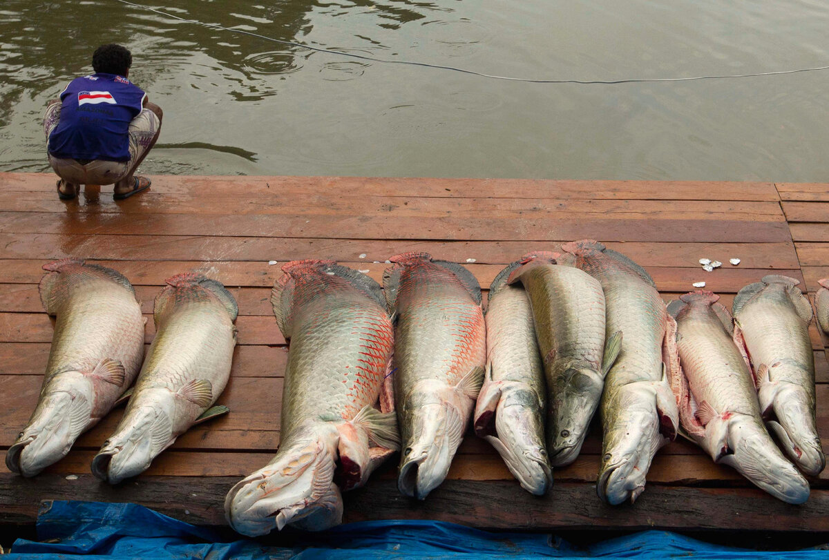 Почему не клюет рыба, как заставить клевать, советы рыбакам