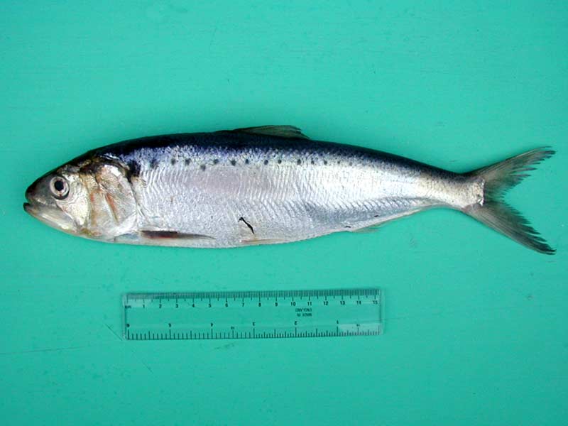 Финта озерная итальянская фото и описание – каталог рыб, смотреть онлайн
