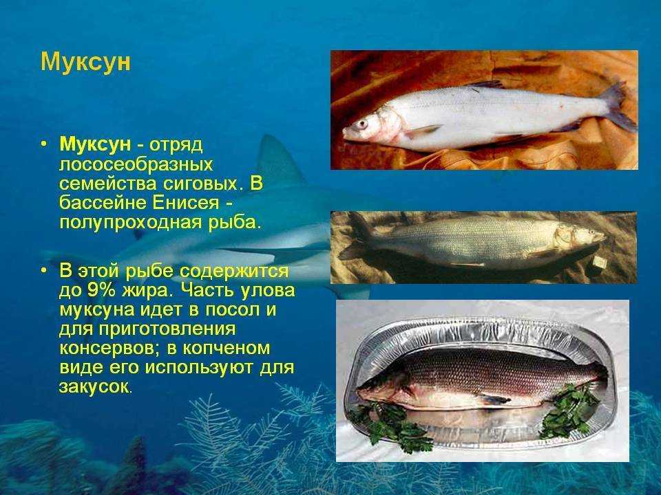 Рыба муксун польза и вред