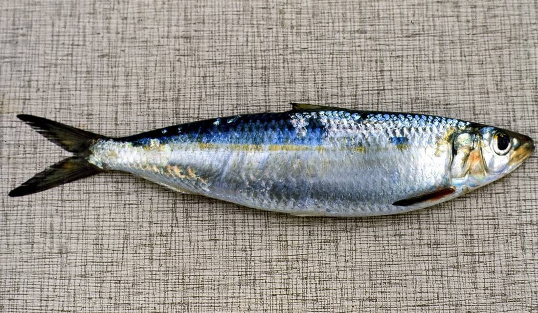 Губан-перепёлка фото и описание – каталог рыб, смотреть онлайн