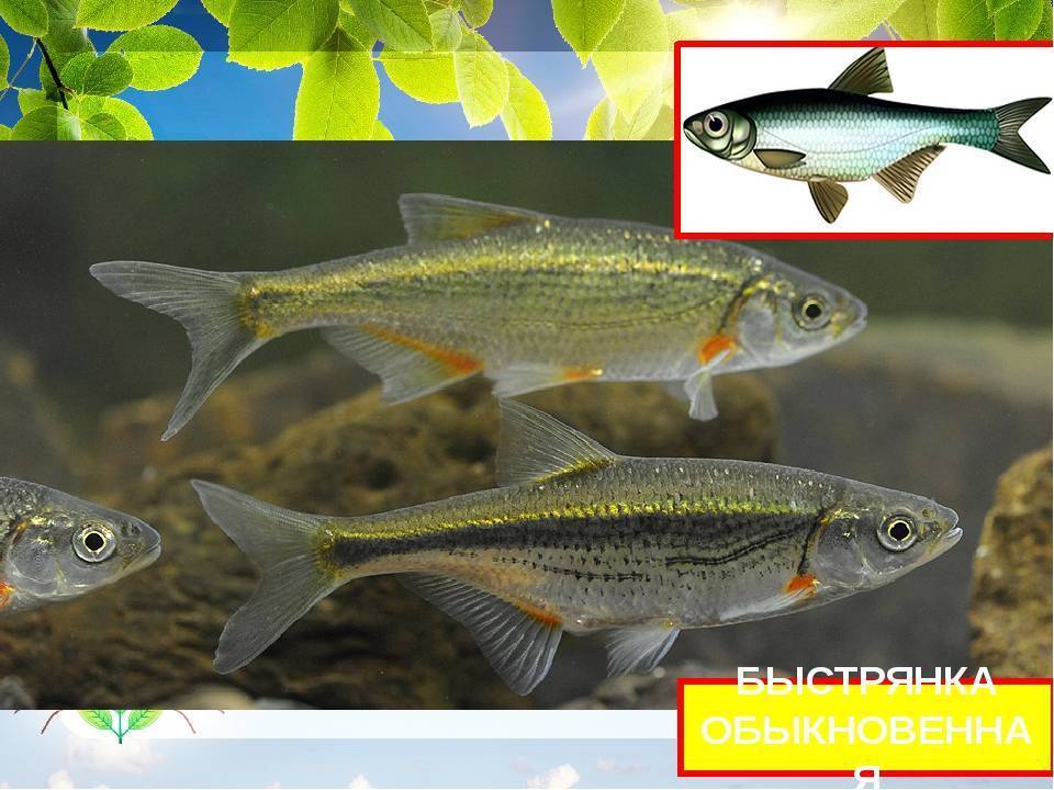 Где, как, на что и в какое время года ловить рыбу уклейку | животный мир
