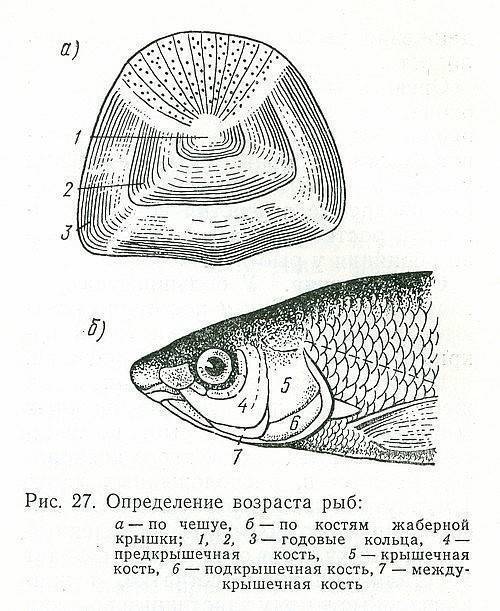 Возраст и размер рыб: способы определения