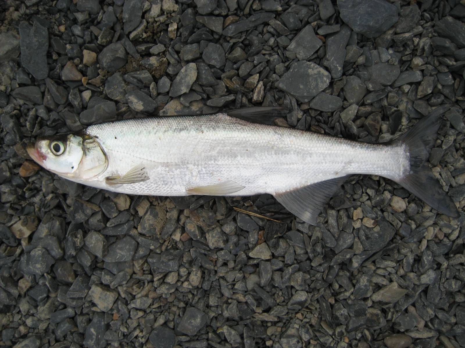 Сальпа фото и описание – каталог рыб, смотреть онлайн