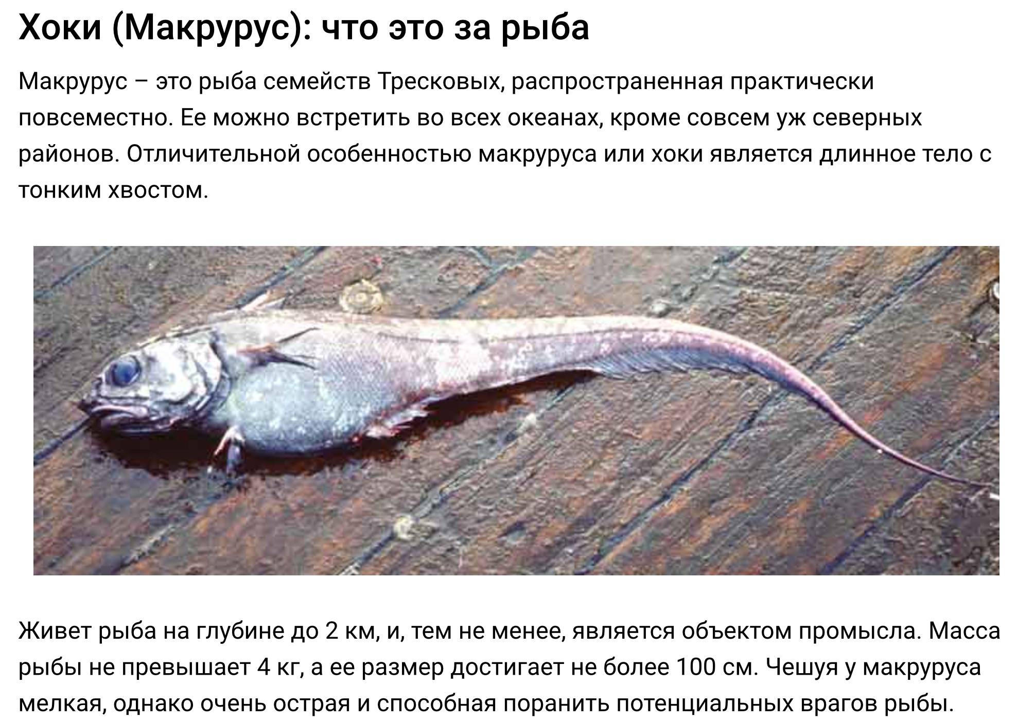 Что за рыба макрурус и где она водится? – суперулов – интернет-портал о рыбалке