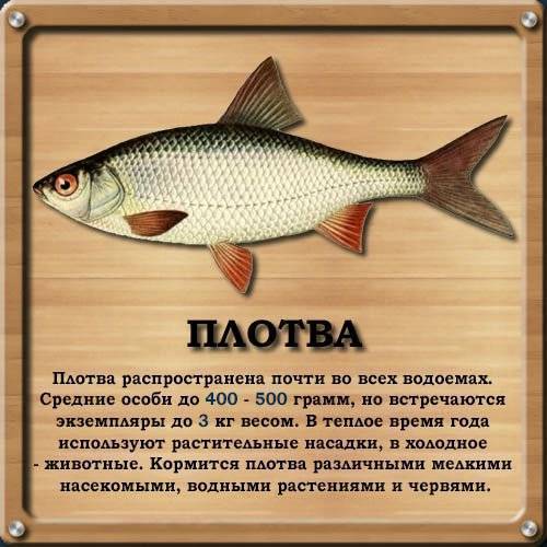 Таранка: секреты приготовления сушено-вяленой рыбы в домашних условиях