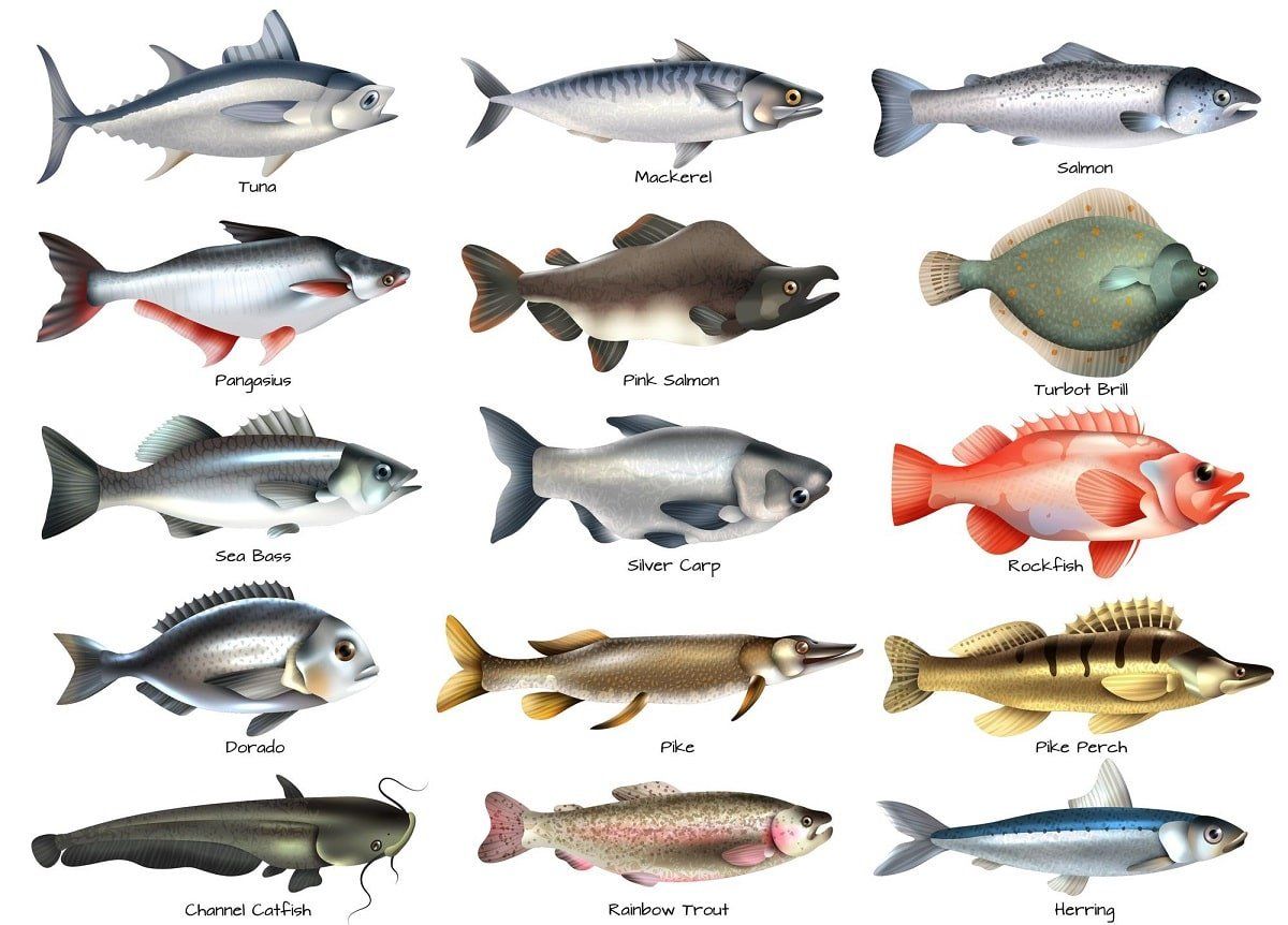 Список самых полезных и недорогих видов рыбы: речные и морские представители