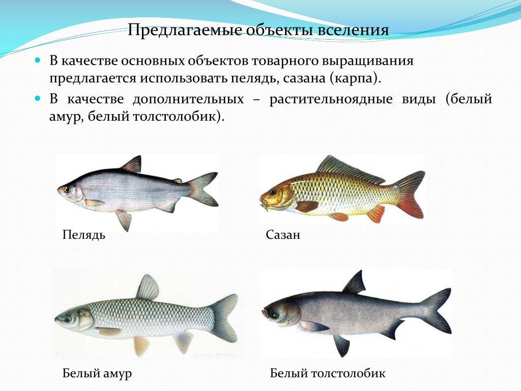 Толстолобик что за рыба – описание