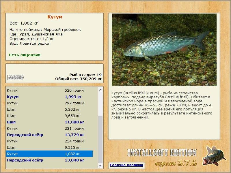 Рыба кутум — места обитания и ловля