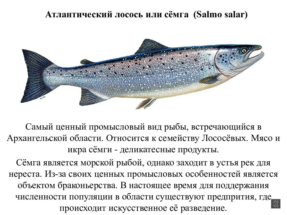 Рыба кета – представитель семейства лососёвых