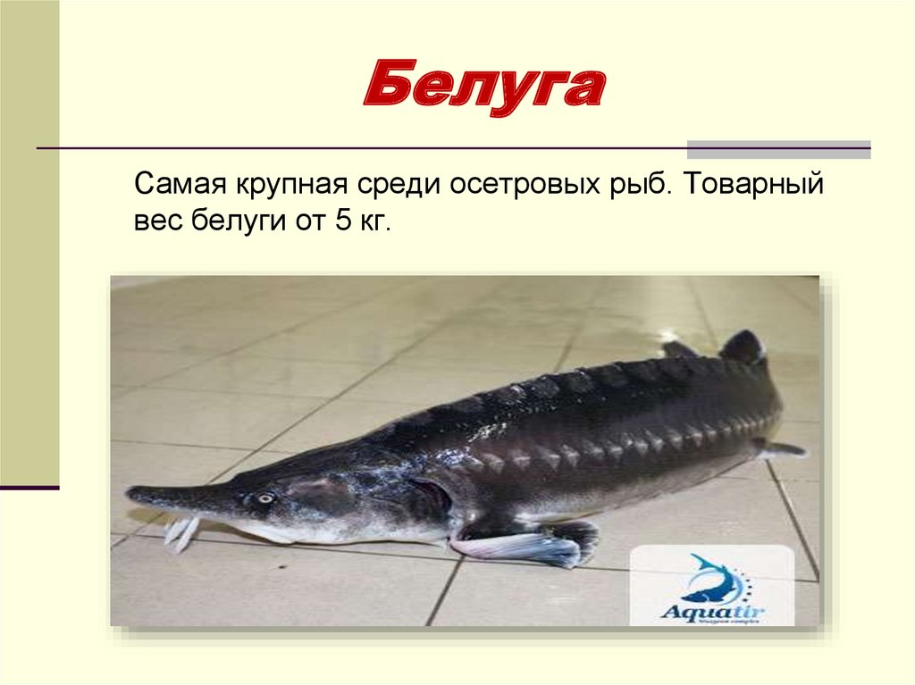 Чем отличается белуга от осетра