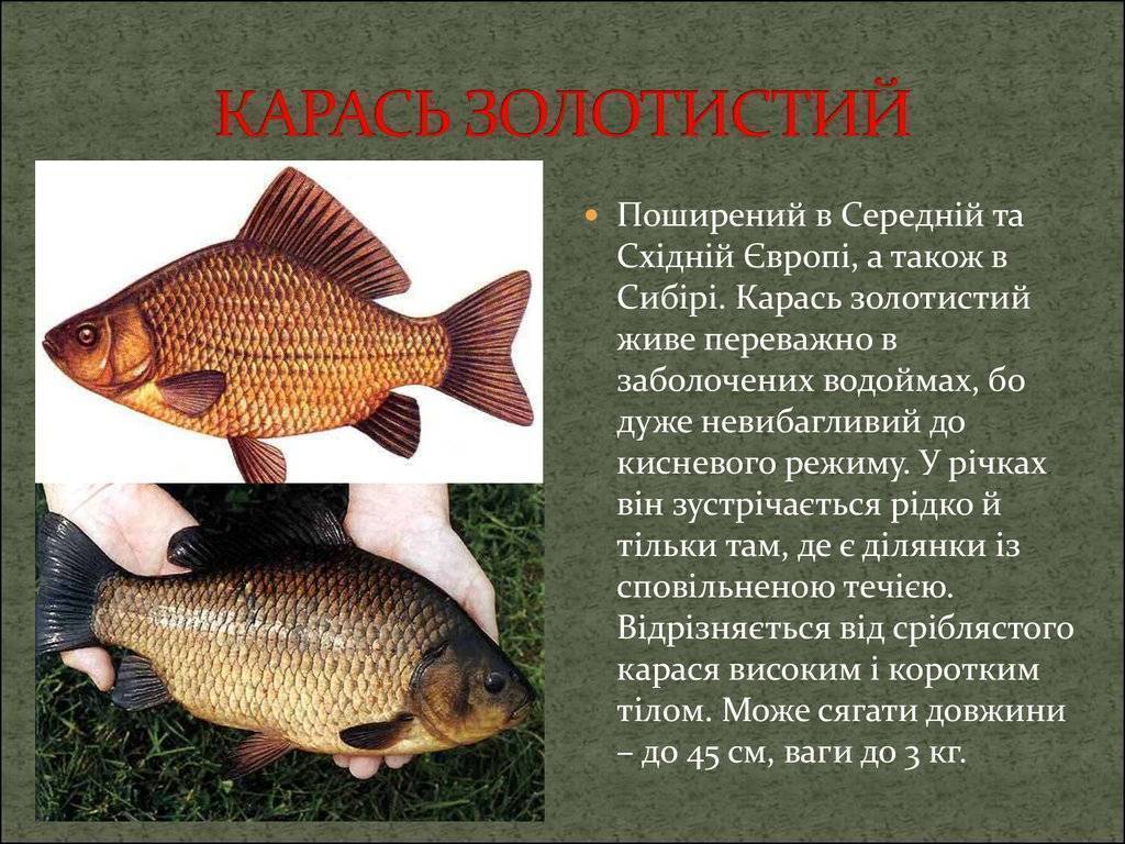 Карась