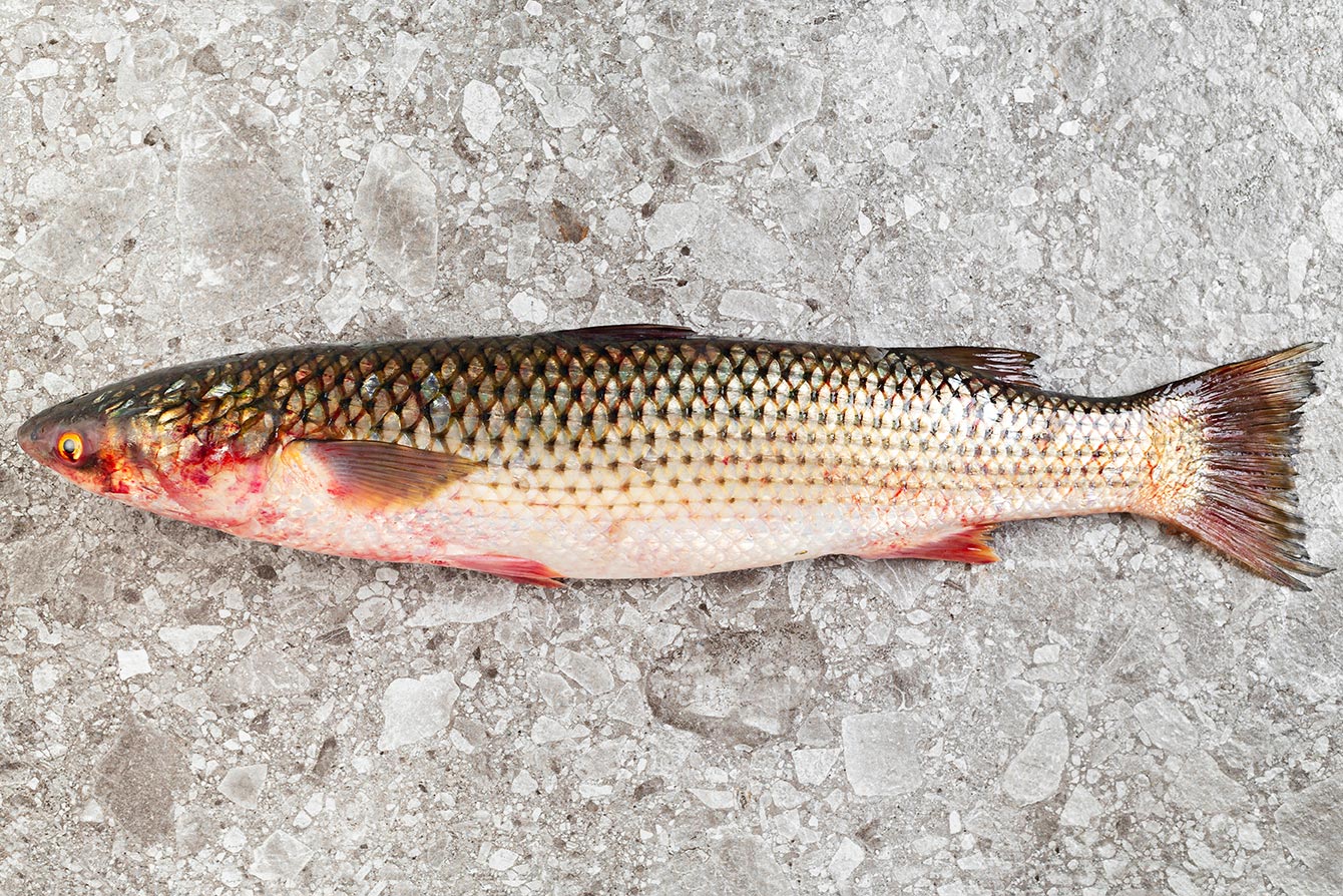 Пеленгас рыба: фото, описание, где водится