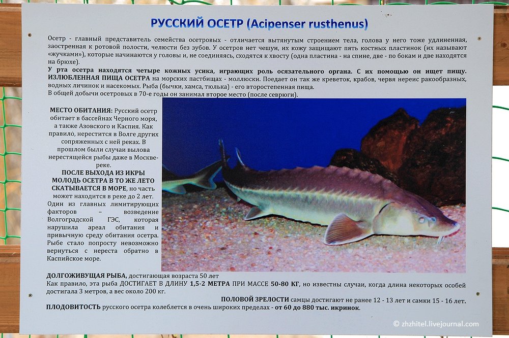 Стерлядь: виды, описание, размножение, места обитания ,фото, видео