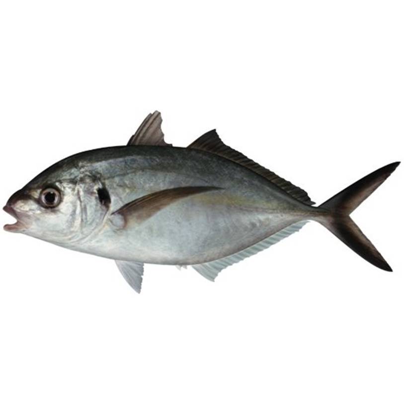 Лакедра рыба. описание, особенности, виды, образ жизни и среда обитания лакедры
