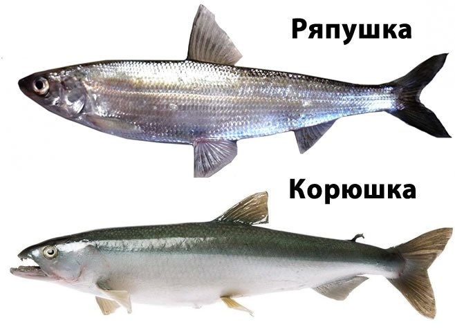 Ряпушка — описание рыбы, ловля и рецепты приготовления