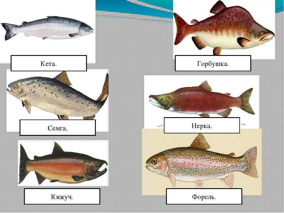 Рыба лосось атлантический или семга