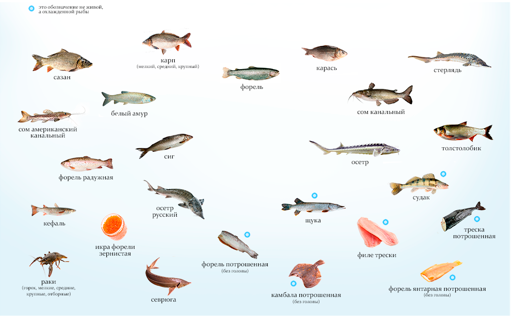 Рыбалка. сом описание, сом обыкновенный - чем питается и где обитает