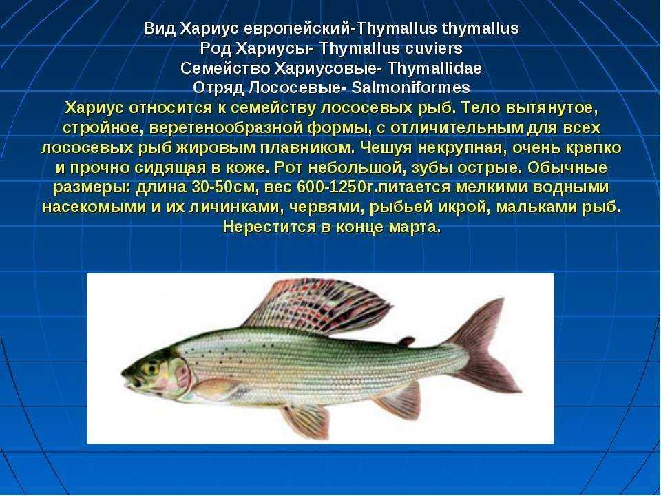 Рыба чехонь: где водится и как выглядит, особенности рыбалки