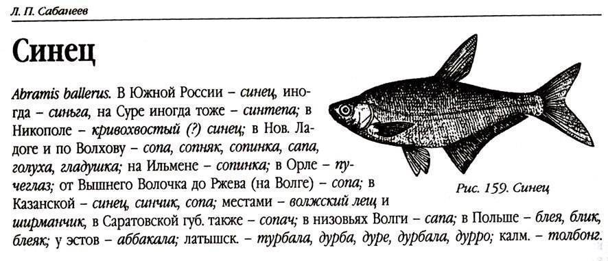 Сопа (белоглазка): описание рыбы, места обитания, нерест, образ жизни и способы ловли
