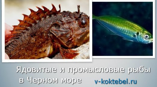 Морской дракон – опасная и ядовитая рыба черного моря