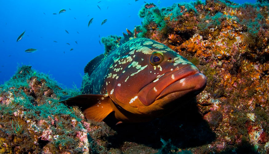 Рыба групер: внешний вид, фото, особенности, интересные факты, среда обитания