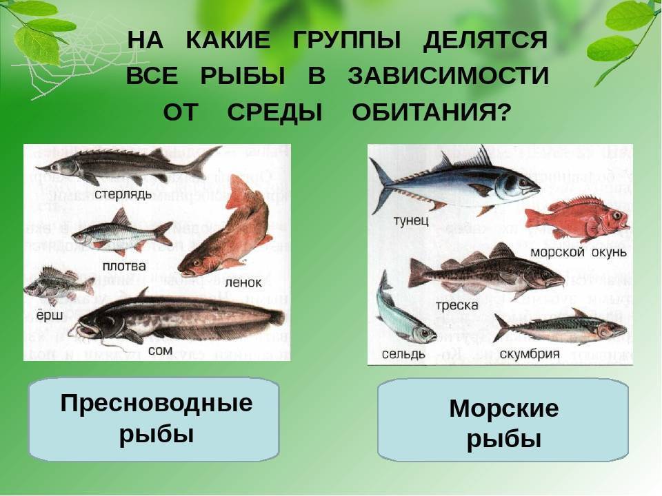 Вьюн - как выглядит, описание. фото рыб семейства вьюновых