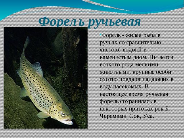 Быстрянка