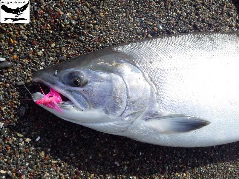 Сима (рыба) — википедия фото видео