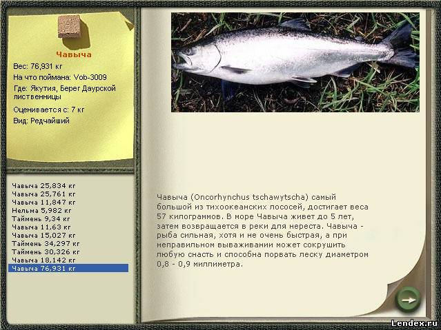 Чавыча: что за рыба, фото и описание, королевский лосось