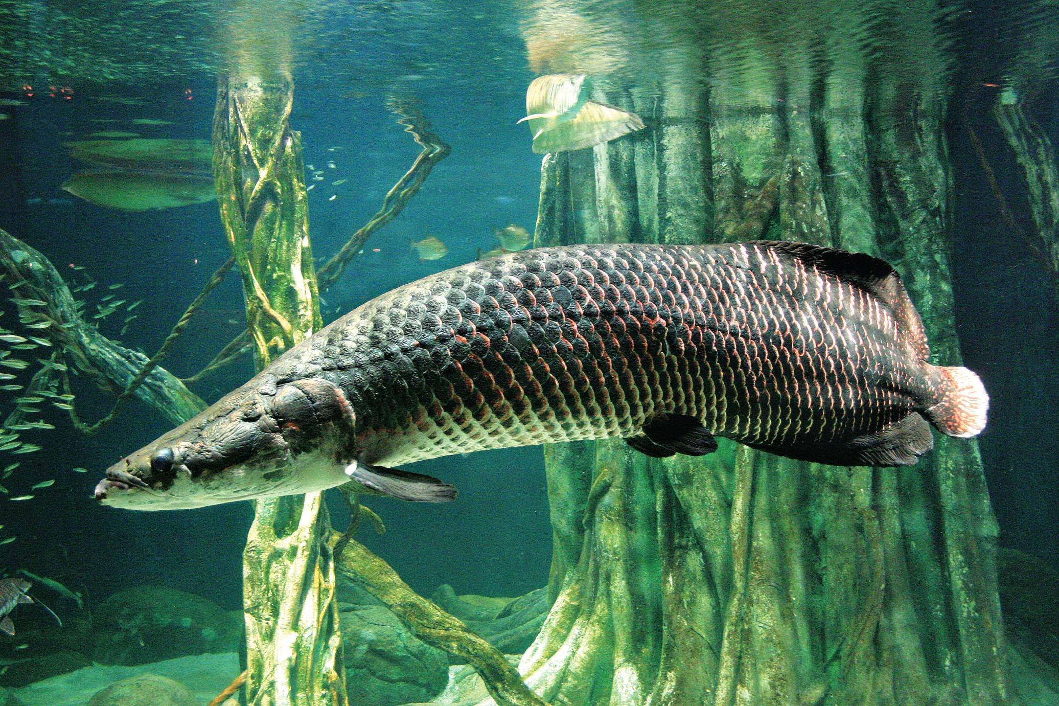 Арапайма: особенности и размеры аквариума для рыбного монстра