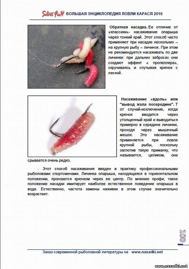 4 способа выращивания опарышей дома