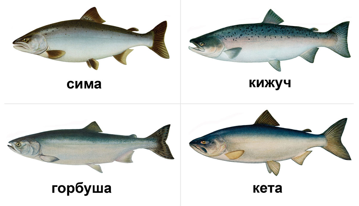 Какой бывает красная рыба: список названий и разновидностей, особенности видов семейства осетровых и лососевых