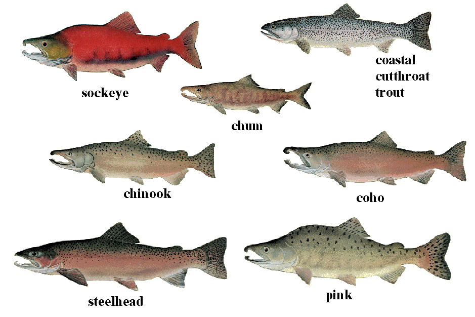 Красная рыба виды названия, особенности, ареал обитания, размножение, полезные свойства