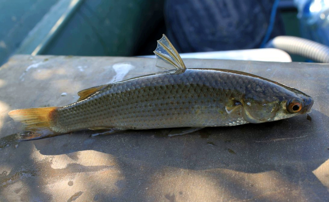 Пеленгас - подробное описание рыбы: где обитает, чем питается