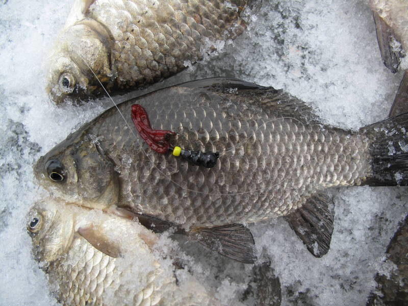Ловля карася зимой со льда - снасти с мормышкой и прикормка