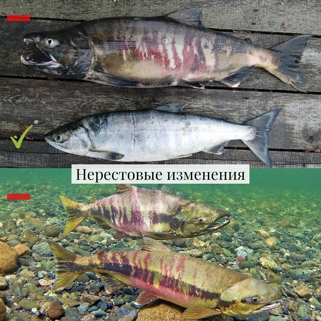 Нерест рыб в россии