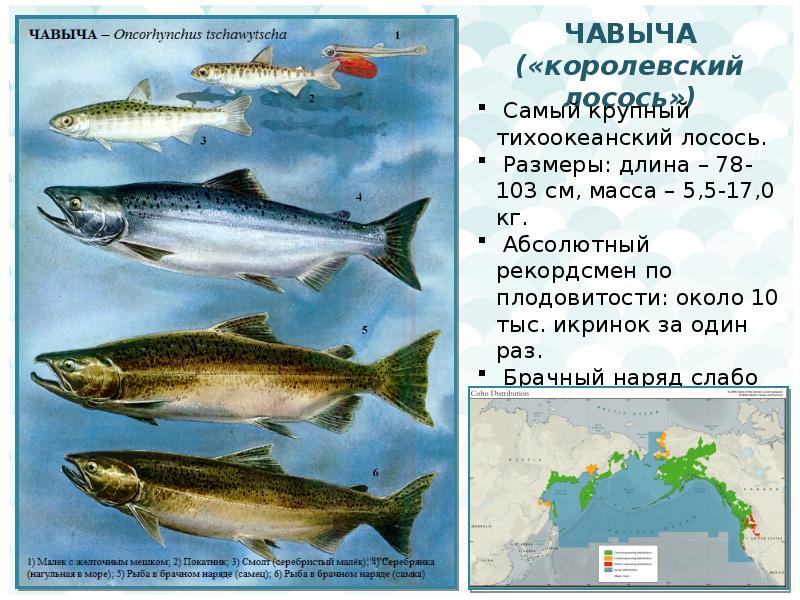 Чавыча: где обитает, питание и условия жизни рыбы, что вкуснее семга или чавыча