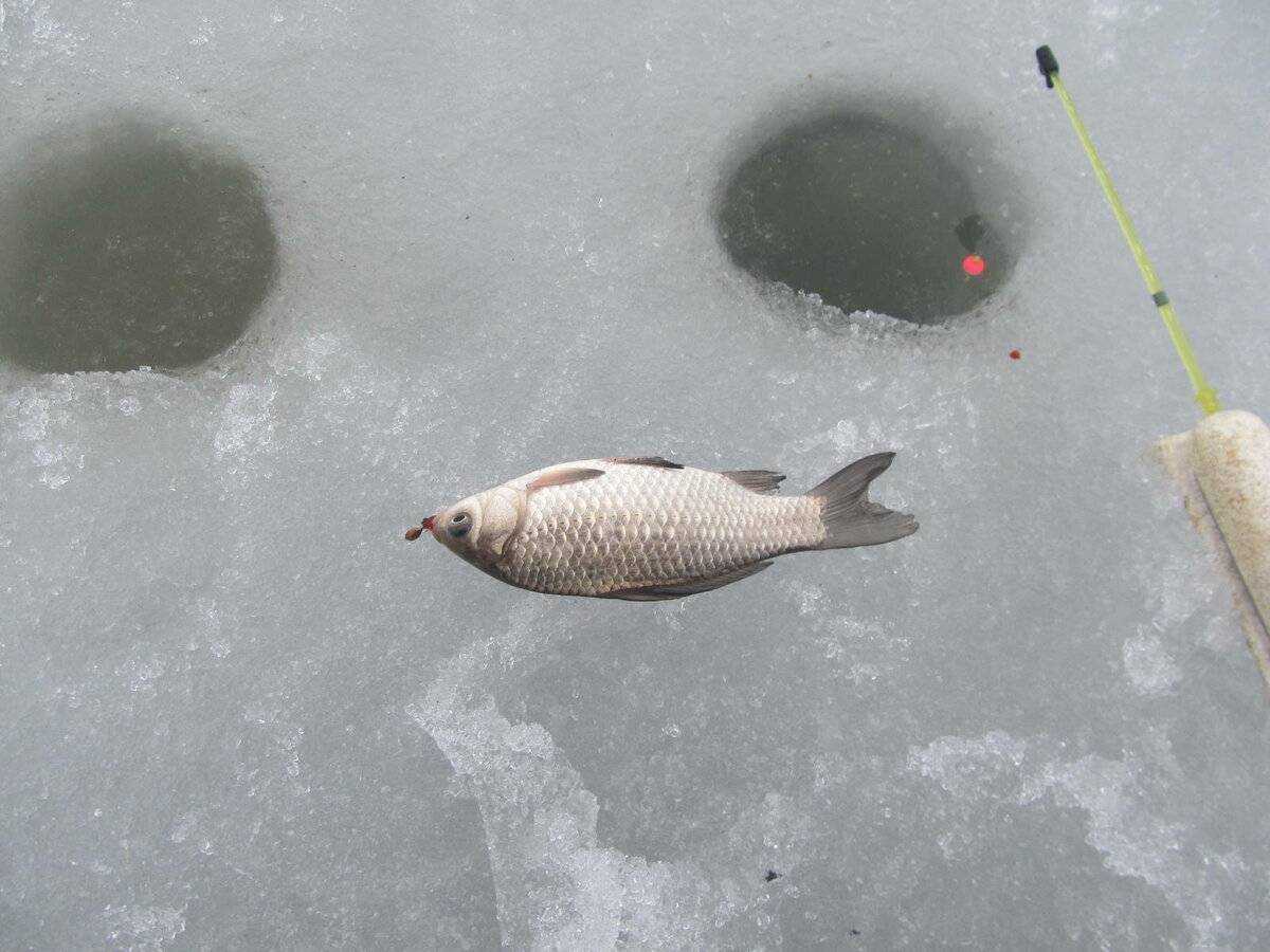 Ловля карася зимой на мормышку (21 фото): техника зимней рыбалки