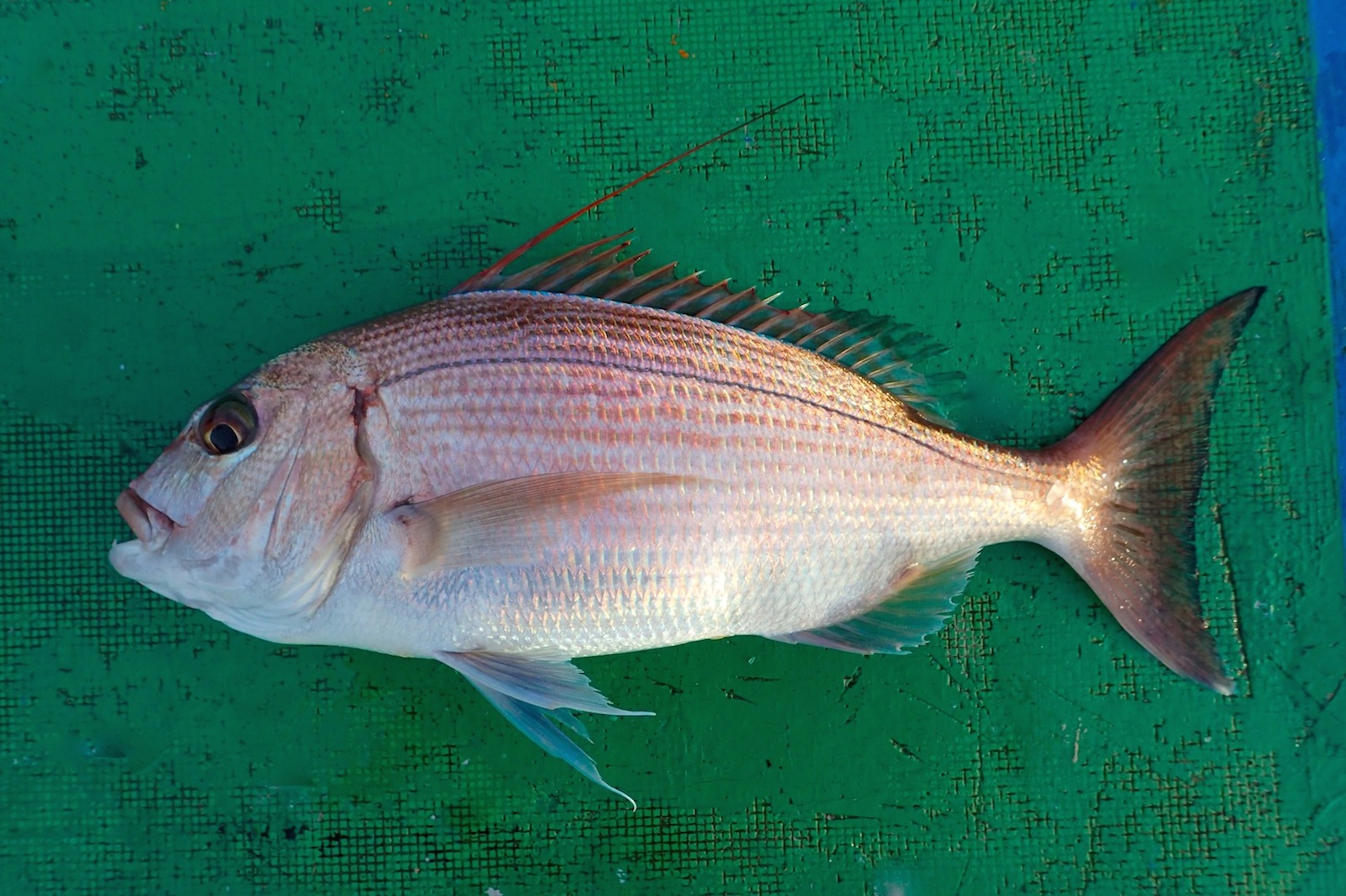 Панцирник миссисипский фото и описание – каталог рыб, смотреть онлайн