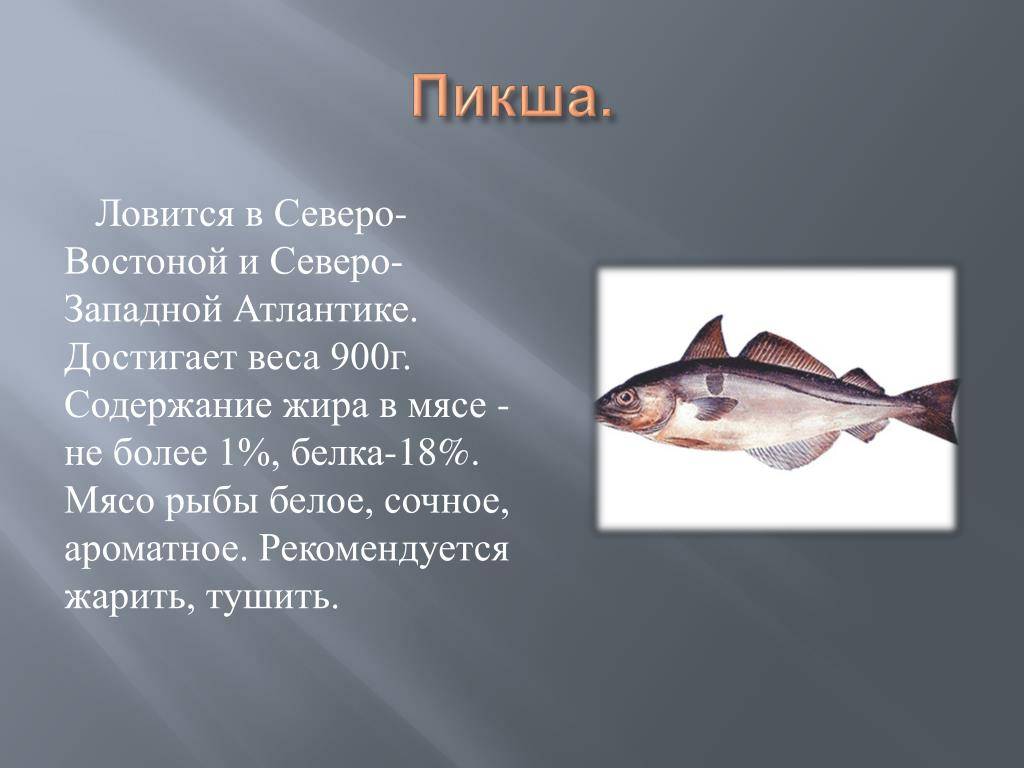 Пикша🐟 что за рыба, полезные свойства и вред для организма
