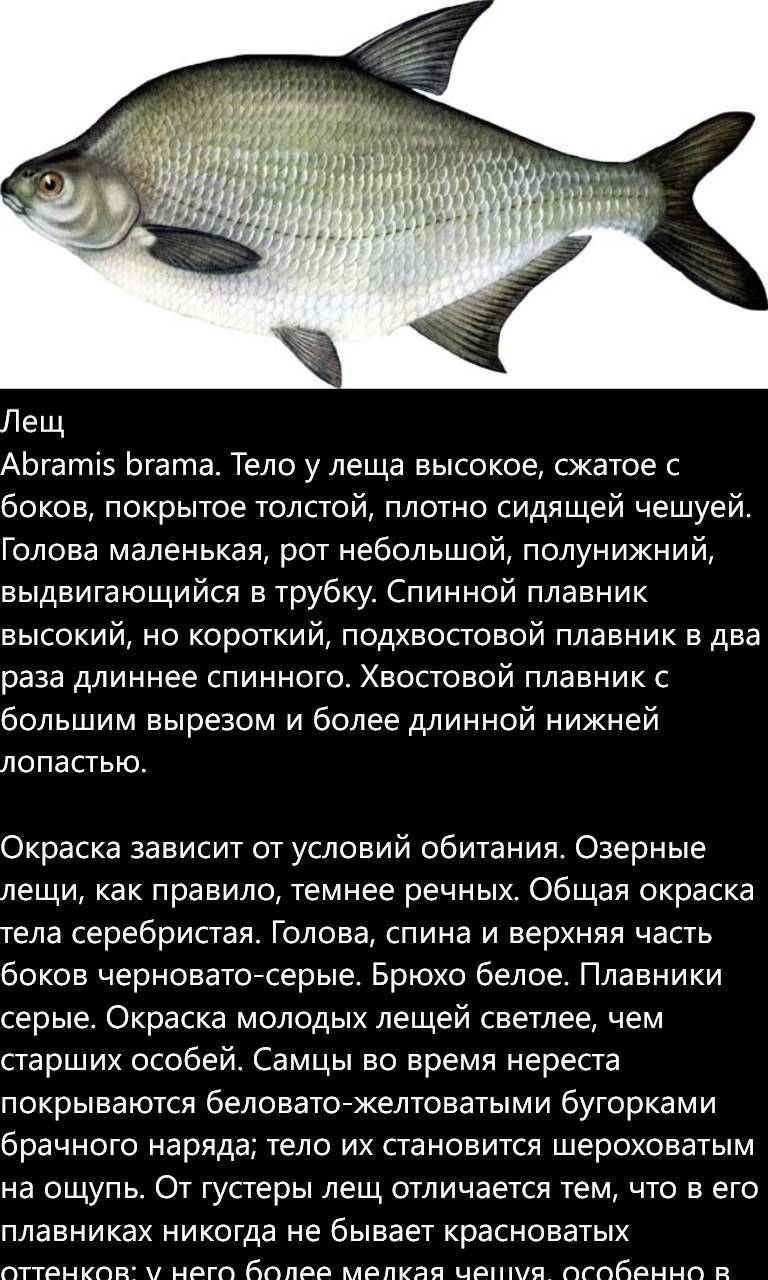 Лещ и подлещик: 5 отличий и особенности рыб