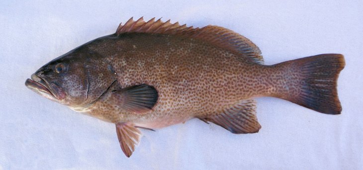 Лопатонос обыкновенный фото и описание – каталог рыб, смотреть онлайн