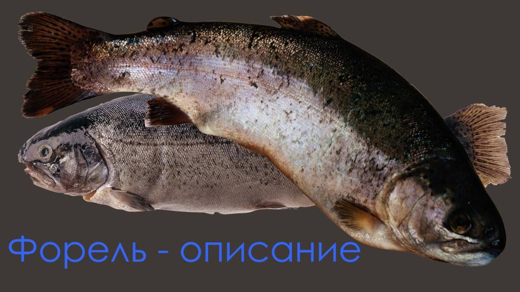 Форель: рыба форель фото и описание, нерест, способы ловли, образ жизни, приманки на форель, калорийность форели