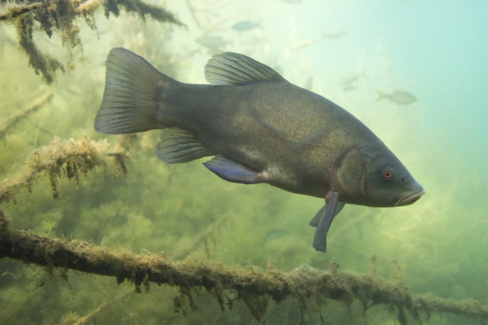 Рыба линь: фото и описание, как выглядит, среда обитания