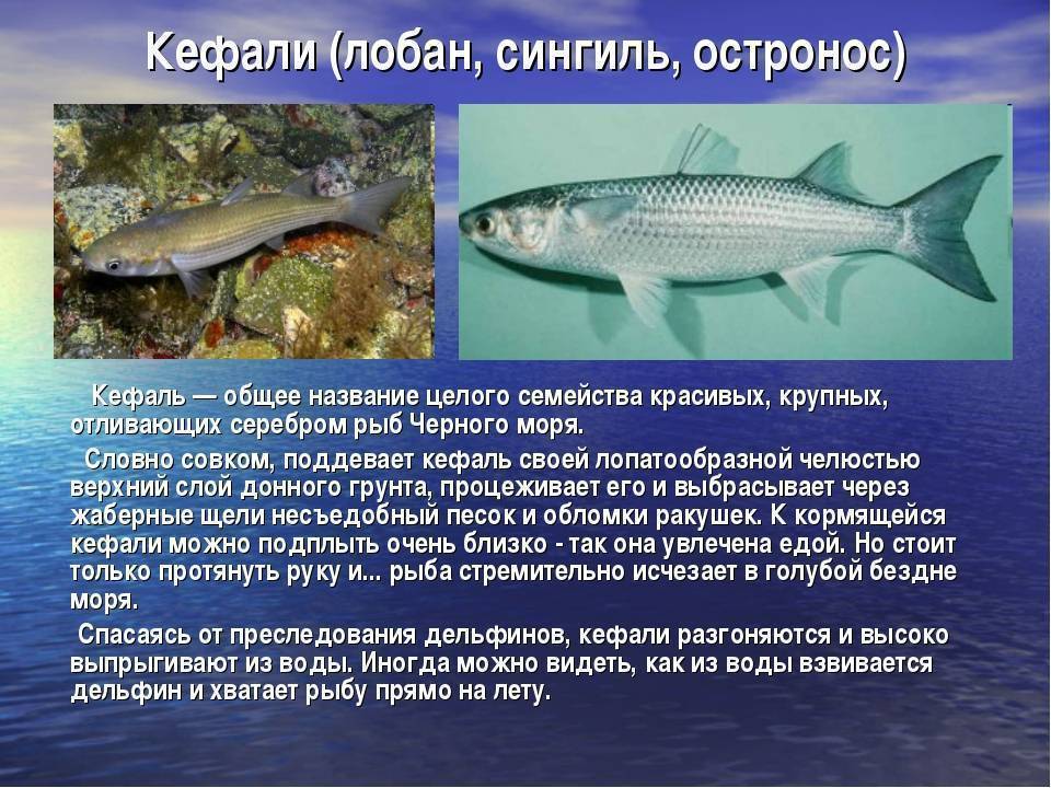 Рыба лобань — описание, особенности ловли, рецепты, польза и вред