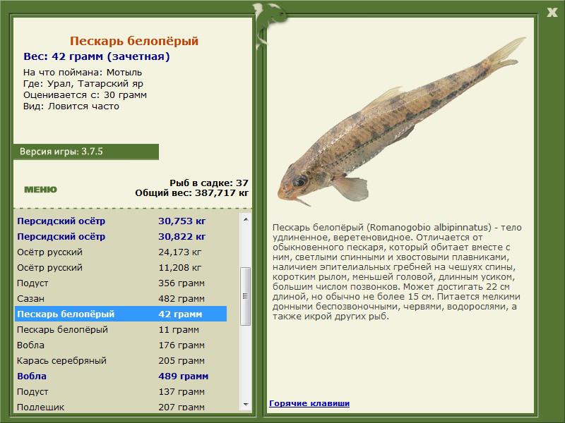 Пескарь обыкновенный фото и описание – каталог рыб, смотреть онлайн
