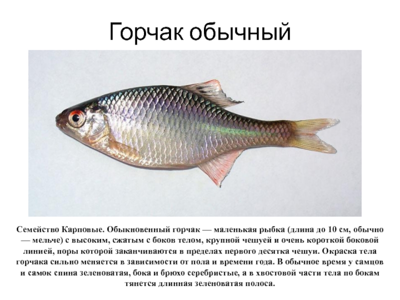 Горчак — пресноводная рыба рода горчаков