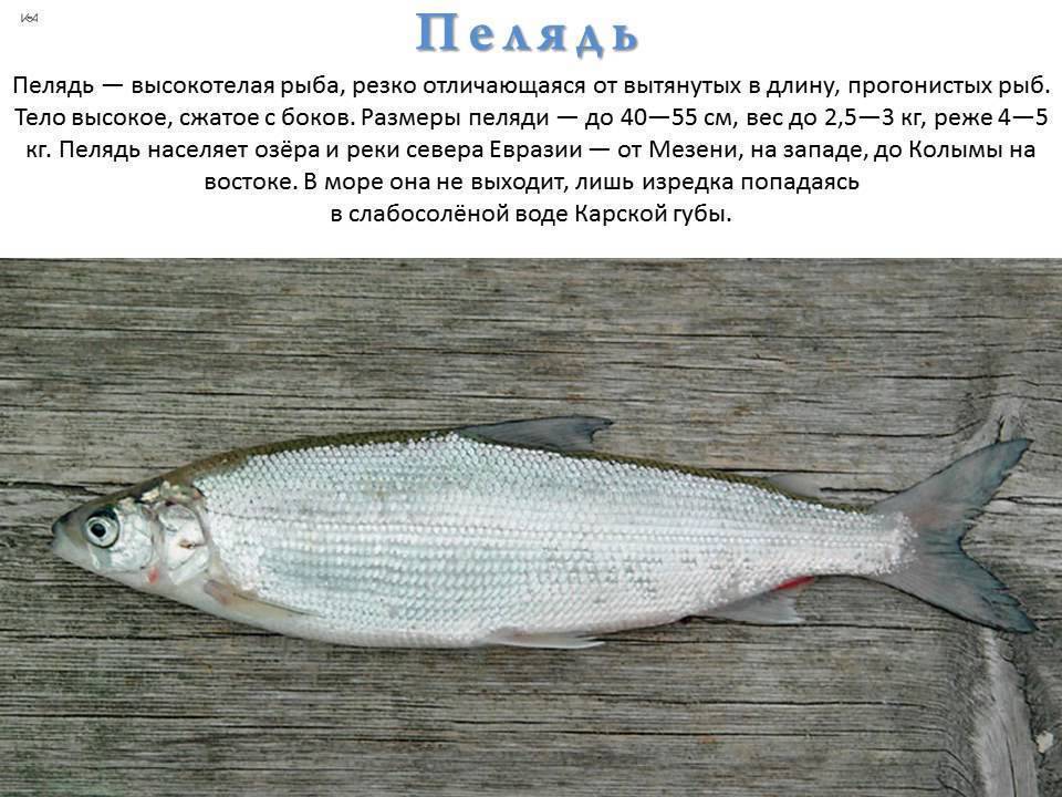 Рыба сырок (пелядь): где водится, чем питается, какую пользу и вред приносит